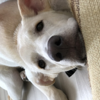 Labrador Retriever, Köpek  Pars fotoğrafı