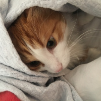 Sarman, Kedi  crookshanks fotoğrafı
