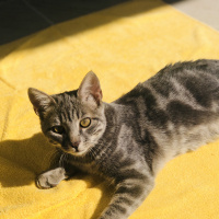 Tekir Kedi, Kedi  Duman fotoğrafı