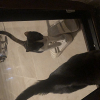 Tekir Kedi, Kedi  Fıstık fotoğrafı