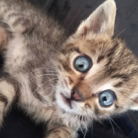 Tekir Kedi, Kedi  Charlie fotoğrafı
