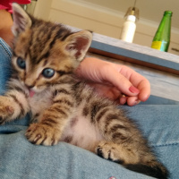 Tekir Kedi, Kedi  Charlie fotoğrafı
