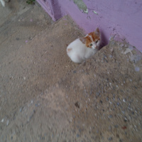 Tekir Kedi, Kedi  Kedi fotoğrafı
