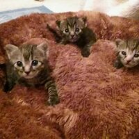 Tekir Kedi, Kedi  miniklerim fotoğrafı