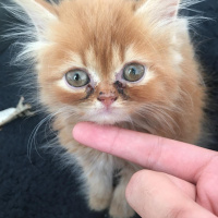 İran Kedisi (Persian), Kedi  3 kucuk yavru fotoğrafı
