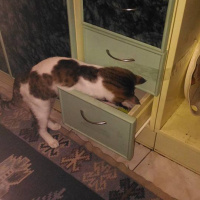 Tekir Kedi, Kedi  EFES fotoğrafı