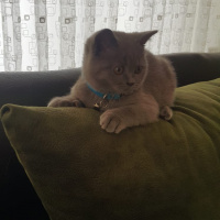British Shorthair, Kedi  Şapşik fotoğrafı