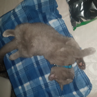 British Shorthair, Kedi  Şapşik fotoğrafı