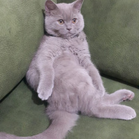 British Shorthair, Kedi  Şapşik fotoğrafı