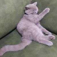 British Shorthair, Kedi  Şapşik fotoğrafı