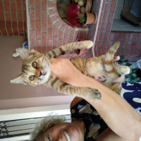 Tekir Kedi, Kedi  Kozalak fotoğrafı