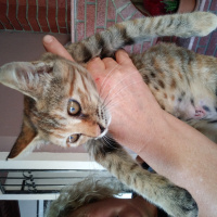 Tekir Kedi, Kedi  Kozalak fotoğrafı