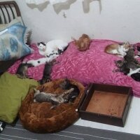 Tekir Kedi, Kedi  şımarık ve baba fotoğrafı