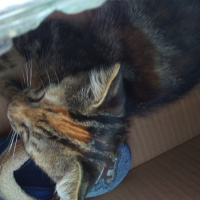Tekir Kedi, Kedi  Piti piti fotoğrafı