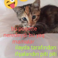 Tekir Kedi, Kedi  Piti piti fotoğrafı