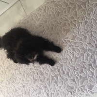 Poodle (Minyatür Kaniş), Köpek  Lisa fotoğrafı