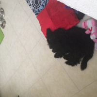 Poodle (Minyatür Kaniş), Köpek  Lisa fotoğrafı