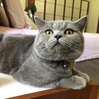 British Shorthair, Kedi  Ömürlük Yuvasını Arayan Hayat Arkadaşı Şevket fotoğrafı