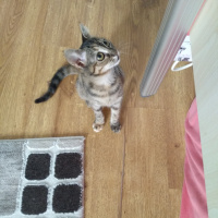 Tekir Kedi, Kedi  Haziran fotoğrafı