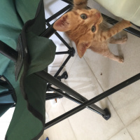 Tekir Kedi, Kedi  Kimyon fotoğrafı