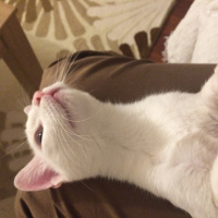 Van Kedisi, Kedi  PAMUK fotoğrafı
