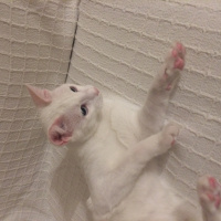 Van Kedisi, Kedi  PAMUK fotoğrafı