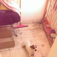 Jack Russell Terrier, Köpek  cesi fotoğrafı