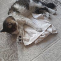 Tekir Kedi, Kedi  Tüylü fotoğrafı