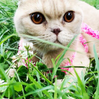 Scottish Fold, Kedi  şila fotoğrafı