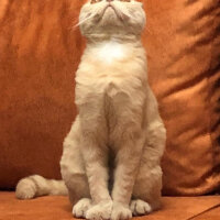 Scottish Fold, Kedi  şila fotoğrafı