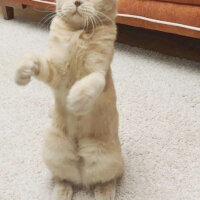 Scottish Fold, Kedi  şila fotoğrafı