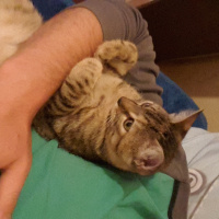 Tekir Kedi, Kedi  sürmeli fotoğrafı