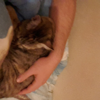 Tekir Kedi, Kedi  sürmeli fotoğrafı
