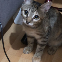 Tekir Kedi, Kedi  sürmeli fotoğrafı