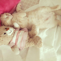 Scottish Fold, Kedi  Bella fotoğrafı