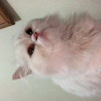 Chinchilla, Kedi  Pamuk fotoğrafı