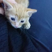 Tekir Kedi, Kedi  Bihter fotoğrafı
