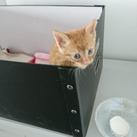 Tekir Kedi, Kedi  Bihter fotoğrafı