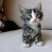 Tekir Kedi, Kedi  Arthur fotoğrafı