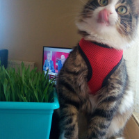 Tekir Kedi, Kedi  Arthur fotoğrafı