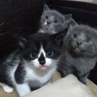 Tekir Kedi, Kedi  Arthur fotoğrafı