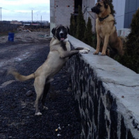 Kangal, Köpek  Paşa fotoğrafı