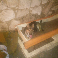 Alman Çoban Köpeği, Köpek  Alman kurdu fotoğrafı
