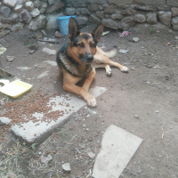 Alman Çoban Köpeği, Köpek  Alman kurdu fotoğrafı