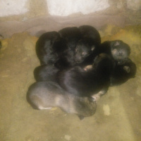 Alman Çoban Köpeği, Köpek  Alman kurdu fotoğrafı