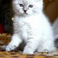 Scottish Fold, Kedi  gumball fotoğrafı