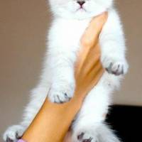 Scottish Fold, Kedi  gumball fotoğrafı