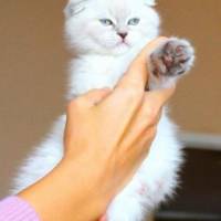 Scottish Fold, Kedi  gumball fotoğrafı