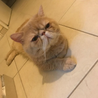 Exotic Shorthair, Kedi  Paşa fotoğrafı