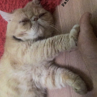 Exotic Shorthair, Kedi  Paşa fotoğrafı